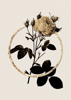 Gold White Provence Rose