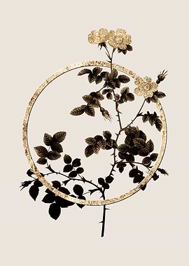 Gold White Sweetbriar Rose