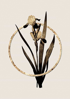 Gold Tall Bearded Iris