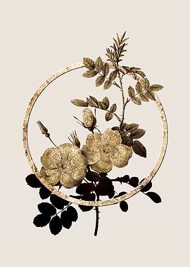 Gold Sweetbriar Roses