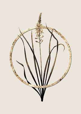 Gold Wild Asparagus Flower