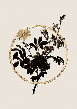 Gold White Downy Rose