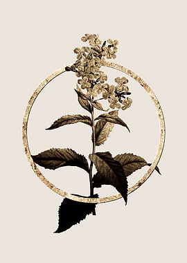 Gold White Gillyflower