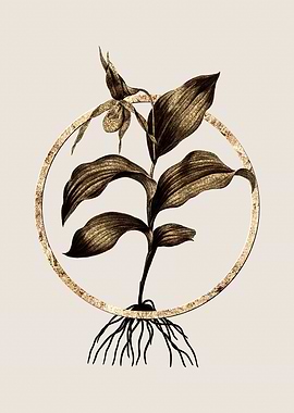 Gold Ladys Slipper Orchid