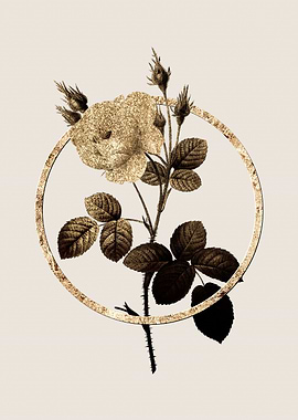 Gold White Misty Rose