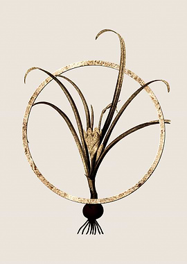 Gold Yellow Autumn Crocus