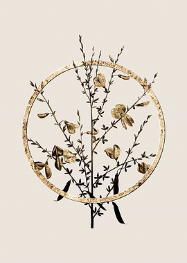 Gold Yellow Broom Flowers