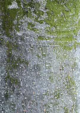 tree trunk texturized