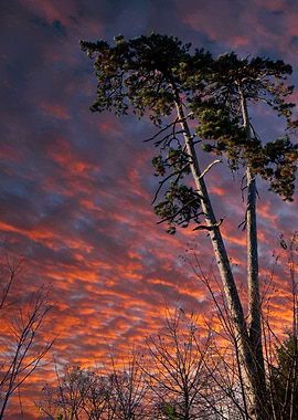 tree and blue sky