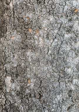 tree trunk texturized