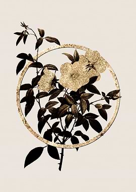 Gold White Rose of Snow