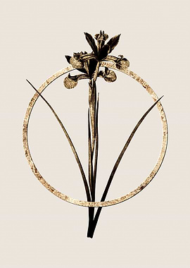 Gold Spanish Iris Flower