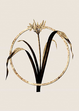 Gold Small Pancratium