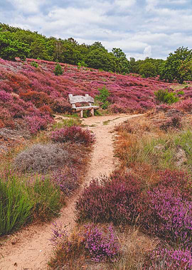 Mookerheide portrait