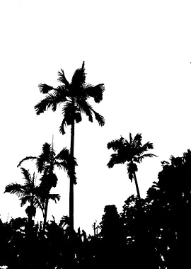 Palm Trees