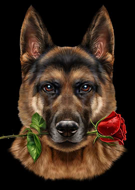 Romantic German Shepherd