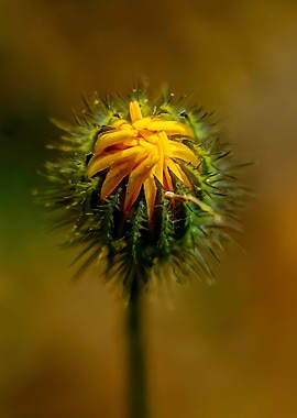 Yellow star thistle