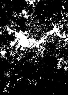 black and white nature