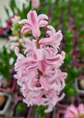 hyacinth in the vase