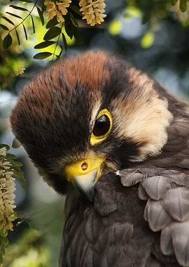 Peregrine falcon