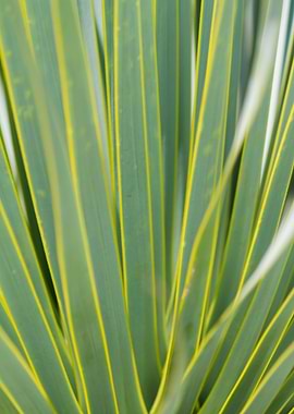 colorful succulent plant