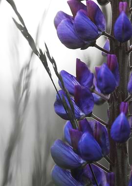 Lupins in a gloomy day