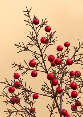 red berries in the garden