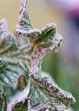 colorful succulent plant