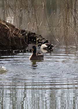 ducks swimming in the lake