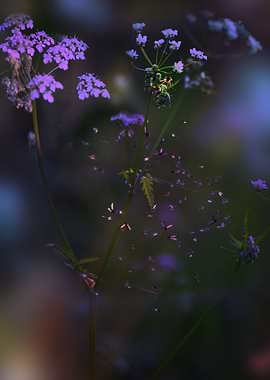 Honey super is ready