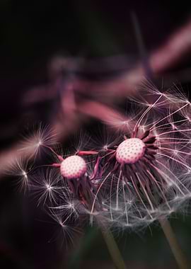 Thank You for the wind