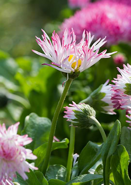 bellis perennis daisy