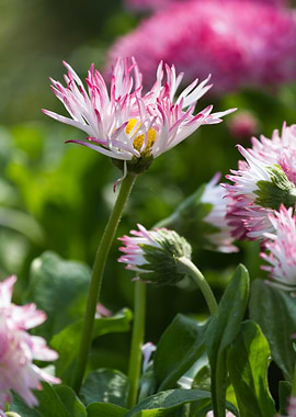 bellis perennis daisy