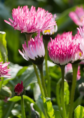 bellis perennis daisy