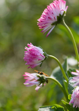 bellis perennis daisy