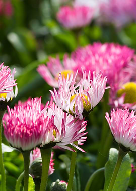 bellis perennis daisy