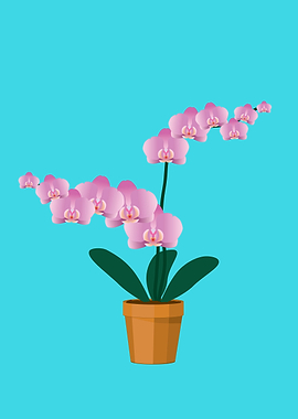 A pink Orchid