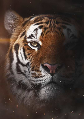 Wild tiger face poster