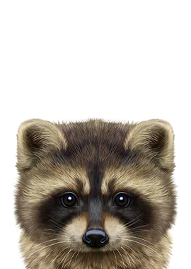 Cute Raccoon