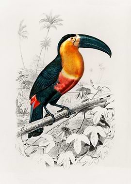 Toucan Vintage Poster
