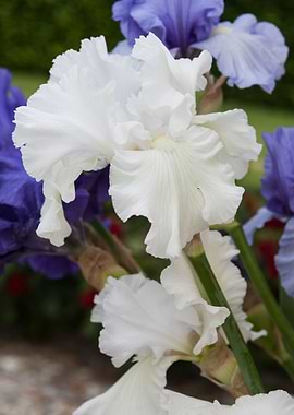 iris in bloom