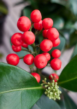 holly in the garden