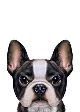 Cute French Bulldog