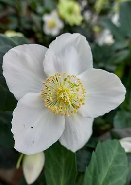 flower in the garden