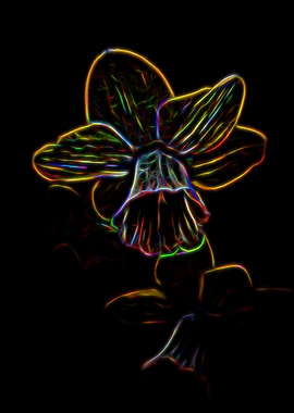 narcissus in the garden