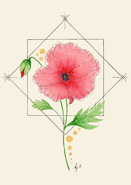 Feminine Focus Poppy