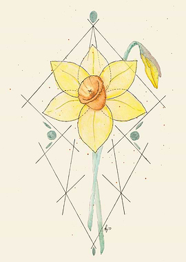 Feminine Focus Narcissus