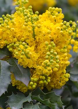 yellow mahonia flower