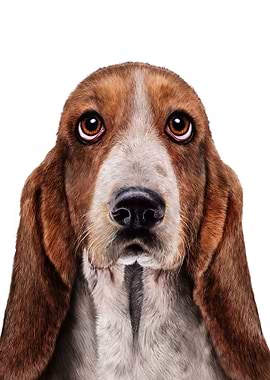 Basset Hound Dog