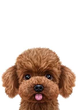 Cute Poodle Dog